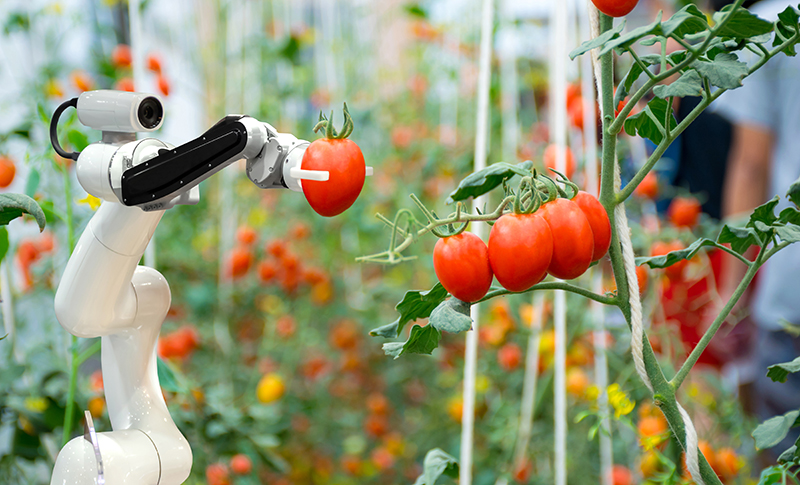 トマトを収穫するロボット