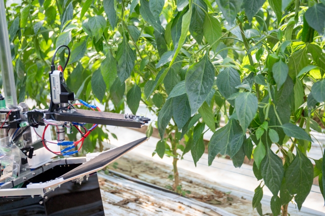 AI×野菜収穫ロボット、農場で運用開始。PCT国際特許を申請し、2020年春から生産販売へ