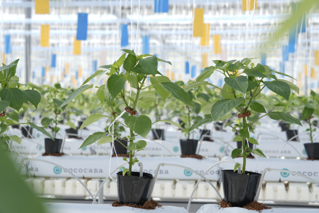 収穫ロボットのAGRIST、農林水産省の中小企業イノベーション創出推進事業(SBIRフェーズ3基金)を活用した大規模実証農場が開設