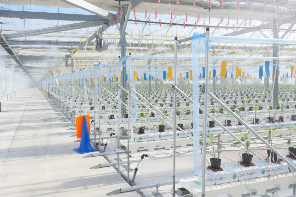 収穫ロボットのAGRIST、農林水産省の中小企業イノベーション創出推進事業（SBIRフェーズ3基金）を活用した大規模実証農場が開設